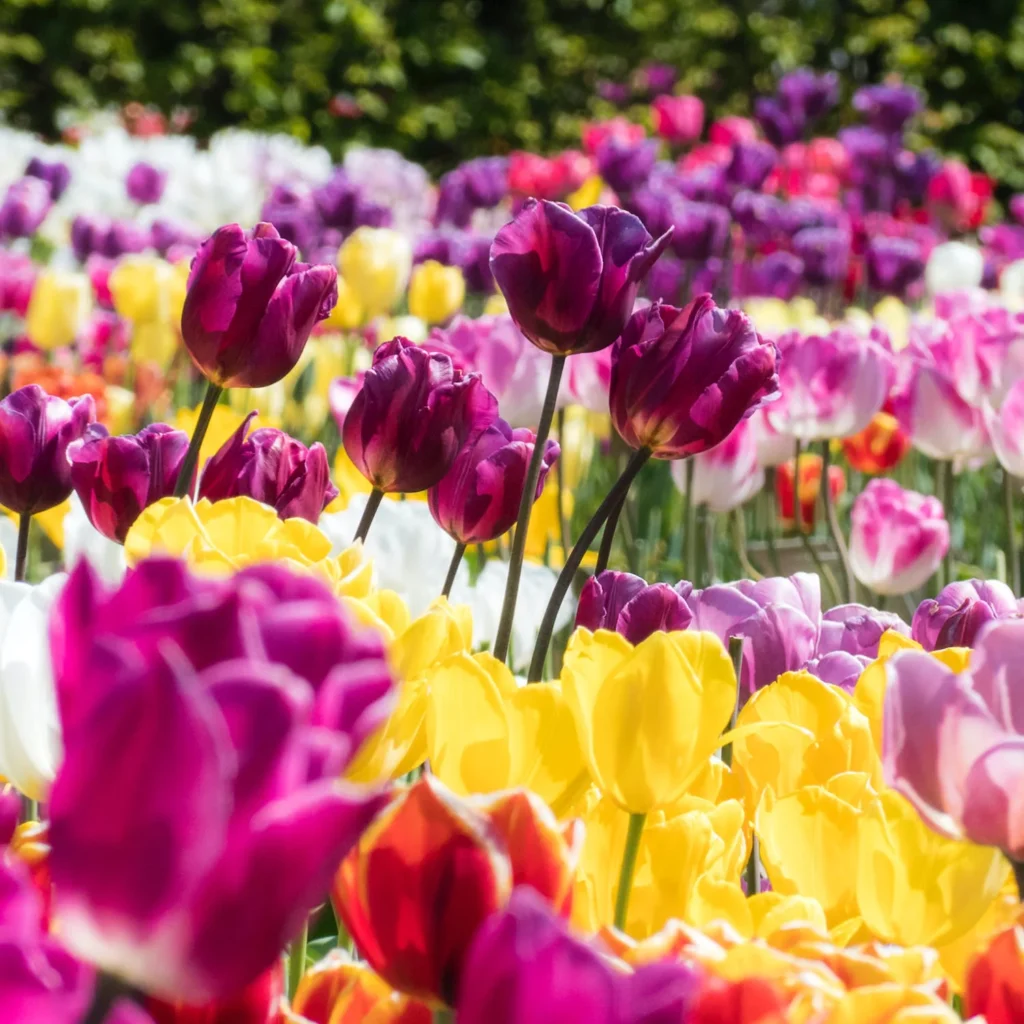 Tulipany