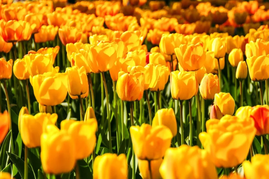 Żółte tulipany
